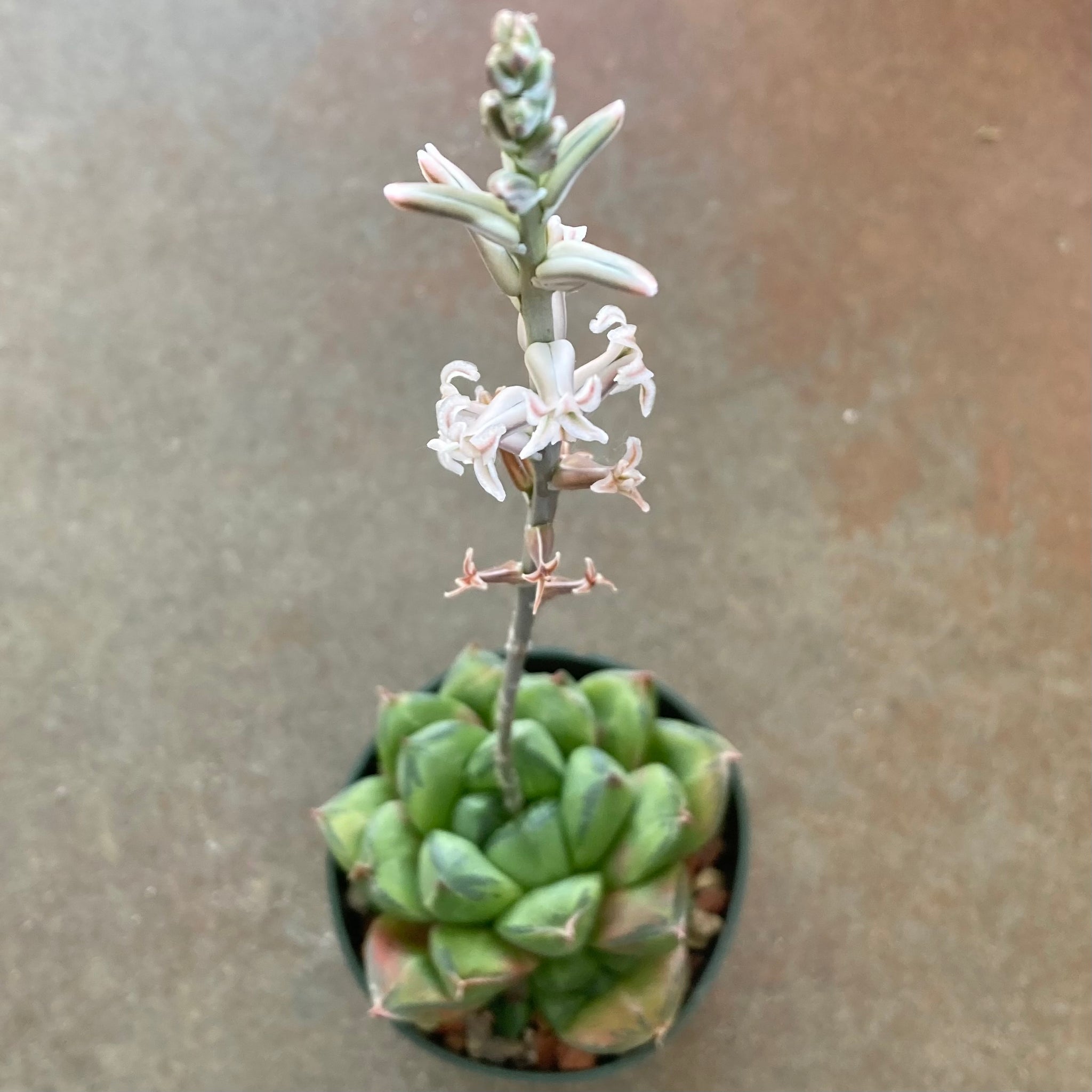 haworthia cuspidata succulent Haworthia cuspidata hybrid
