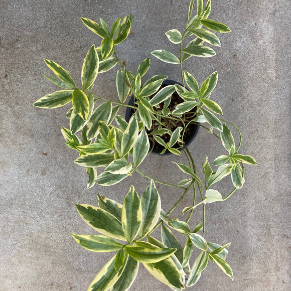Hebe x andersonii 'Aurea' - 1 gallon plant