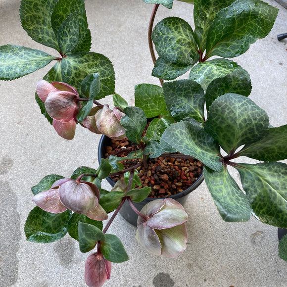 Helleborus Penny's Pink®️ - 2 gallon plant