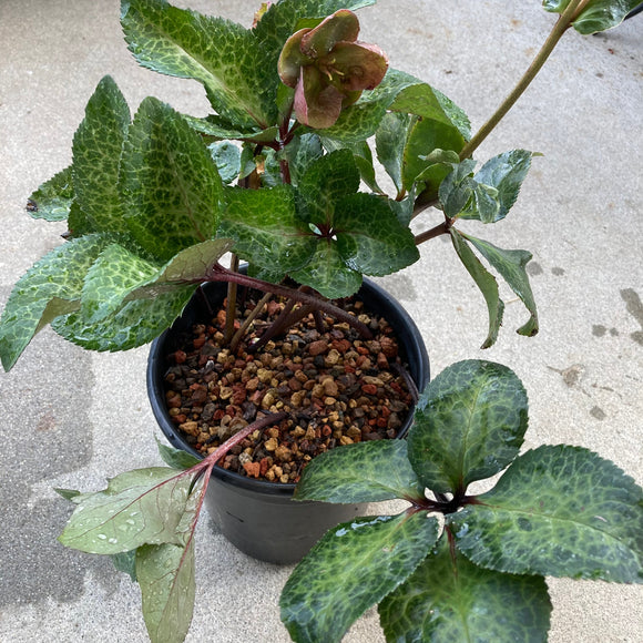 Helleborus x hybridus 'Reanna's Ruby' - 2 gallon plant