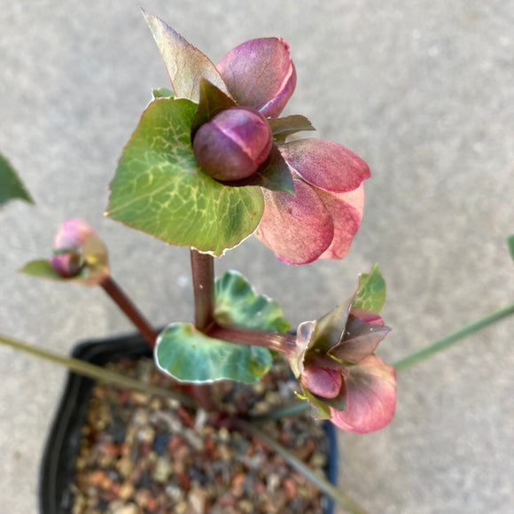 Helleborus hybridus - 2 gallon plant