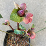 Helleborus hybridus - 1 gallon plant