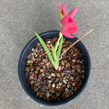 Hesperantha (Schizostylis) coccinea pink flower - 1 gallon plant