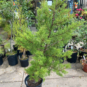 Hesperocyparis sp. - 5 gallon plant