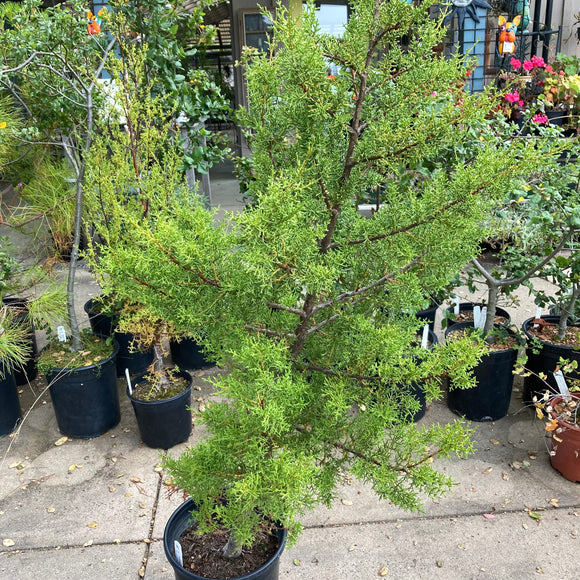 Hesperocyparis sp. - 5 gallon plant