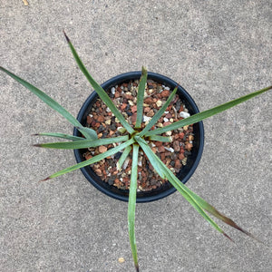 Hesperoyucca sp. - 1 gallon plant