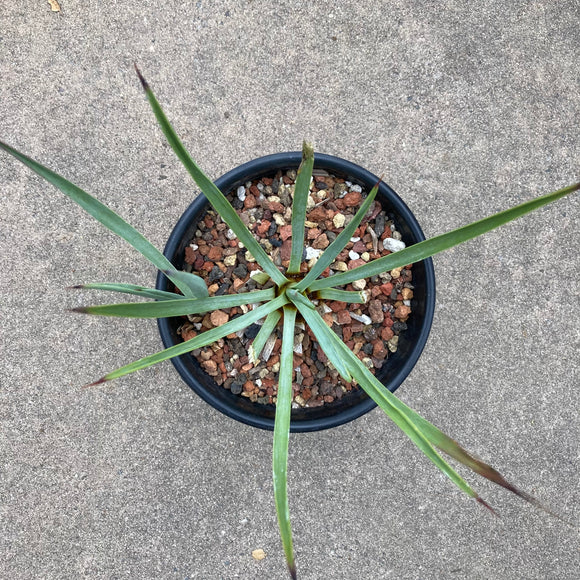Hesperoyucca sp. - 1 gallon plant