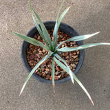 Hesperoyucca whipplei - 1 gallon plant