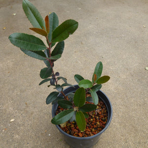 Heteromeles arbutifolia - 3 gallon plant