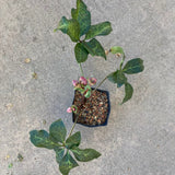 Helleborus hybridus - 2 gallon plant