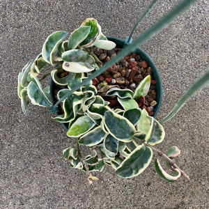 Hoya compacta variegated - 6 inch hanging plant