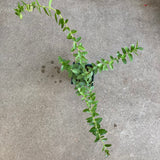 Hoya cummingiana - 4 inch plant