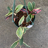 Hoya carnosa variegated (new growth dark pink) - 6 inch hanging plant