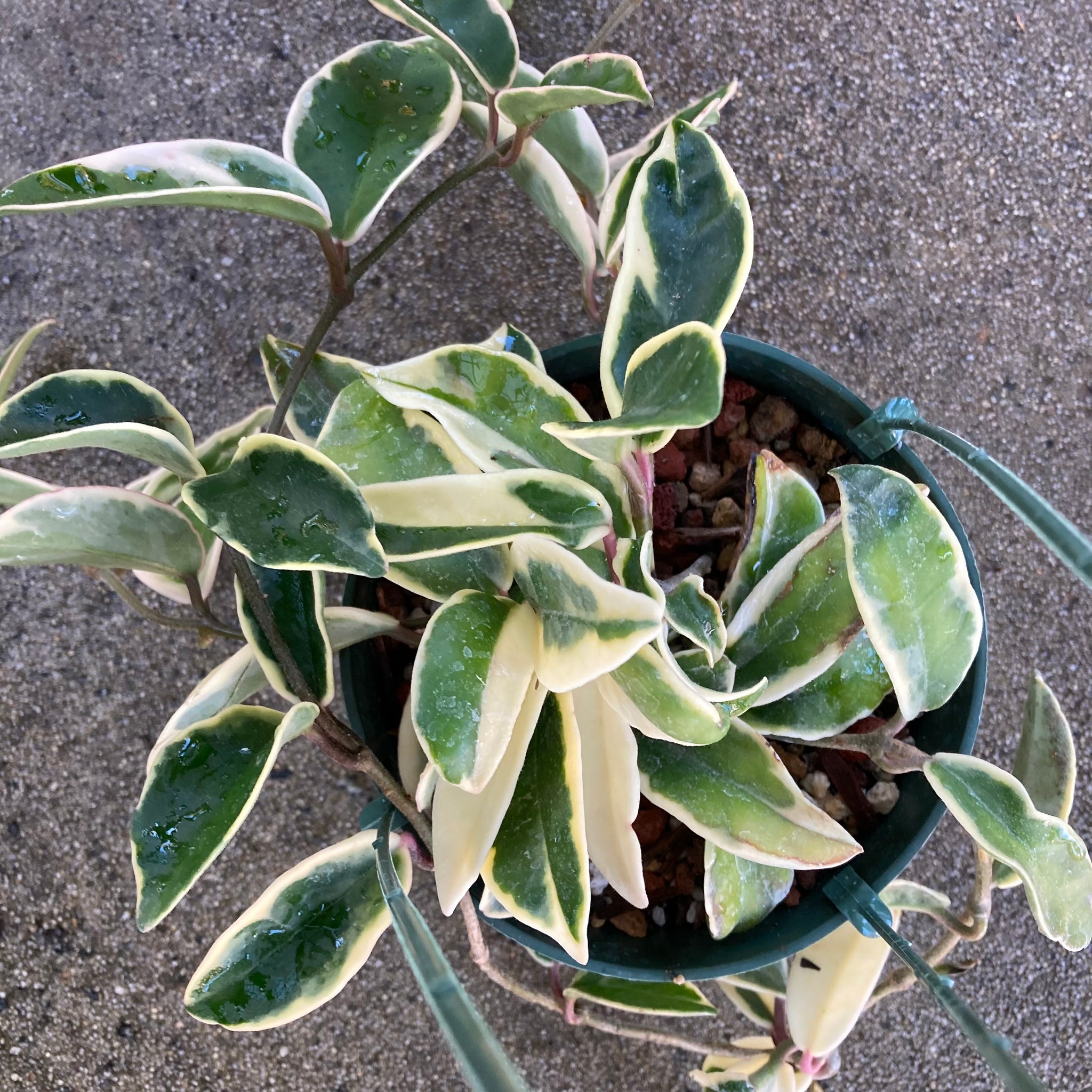 Hoya carnosa 'Krimson Queen' - 6 inch hanging plant – Norrie's