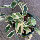 Hoya carnosa variegated (new growth light pink) - 6 inch hanging plant