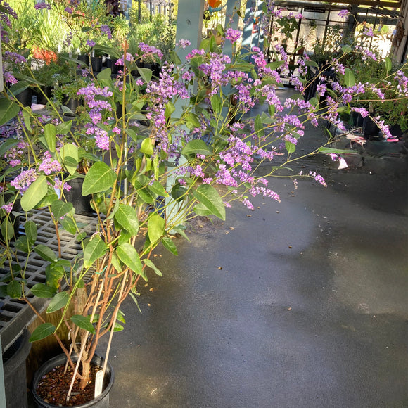 5 gallon lavender plant Hardenbergia violacea (lavender flower)