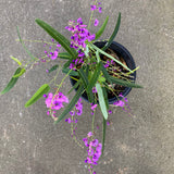 Hardenbergia violacea 'HB1' Meema™ - 1 gallon plant