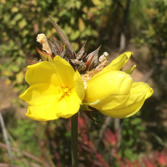 Bobartia orientalis - 1 gallon plant