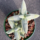 Crassula sp. - 4 inch plant