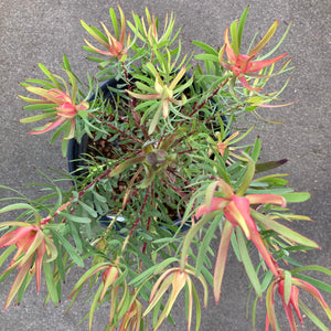Leucadendron 'Summer Red' - 2 gallon plant