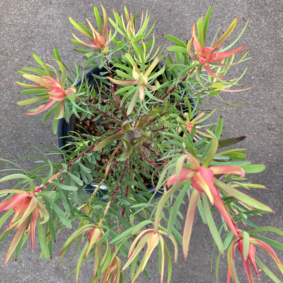 Leucadendron 'Summer Red' - 2 gallon plant