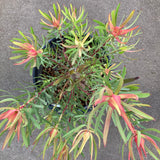 Leucadendron 'Summer Red' - 2 gallon plant