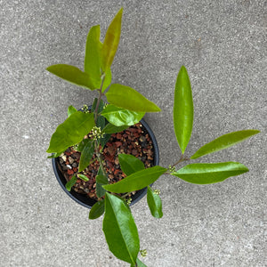 Ilex paraguariensis (male) - 1 gallon plant