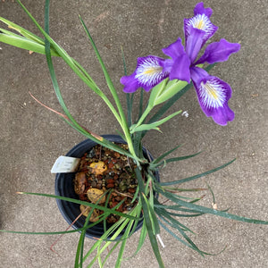 Iris douglasiana - 1 gallon plant