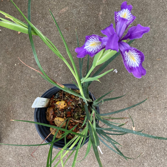 iris house plant Iris douglasiana
