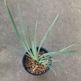 Iris longipetala - 1 gallon plant