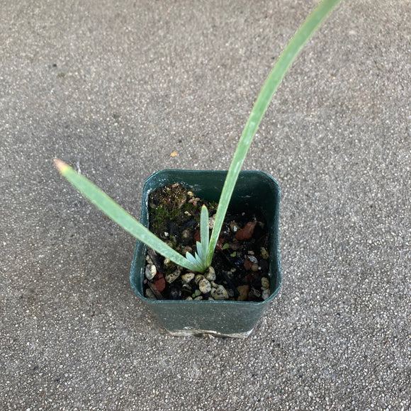 Iris longipetala - 3 inch plant
