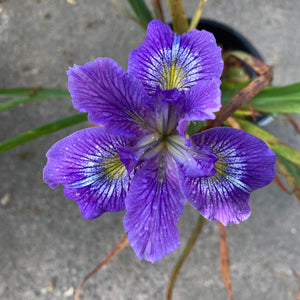 Iris PCH seedling - 1 gallon plant
