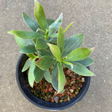 Isopogon latifolius - 1 gallon plant