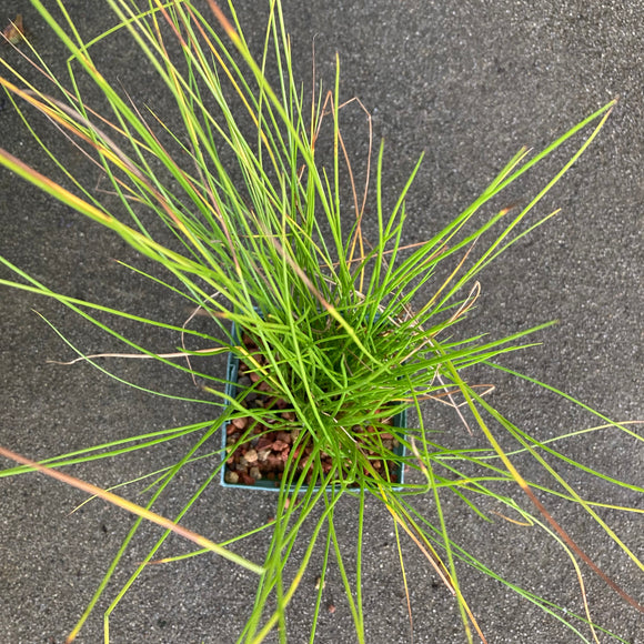 Juncus hesperius - 4 inch plant