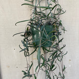 Kalanchoe beauverdii - 6" hanging plant