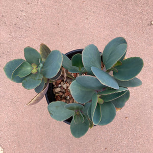 Kalanchoe grandiflora - 1 gallon plant