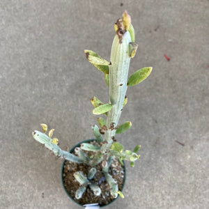 Kleinia anteuphorbium - 6 inch plant