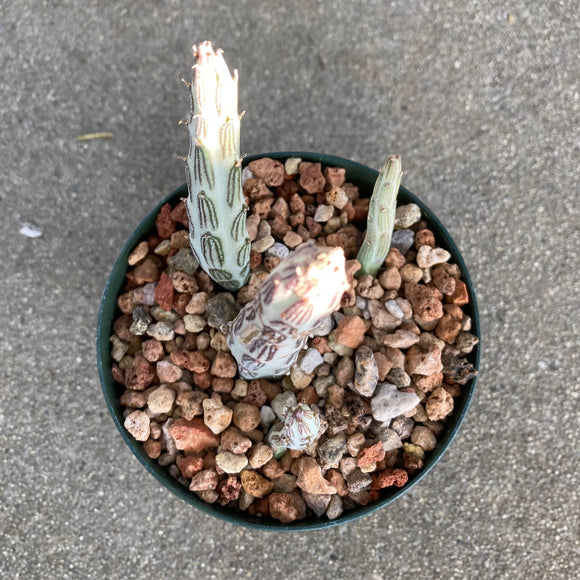 Kleinia stapeliiformis - 4 inch plant