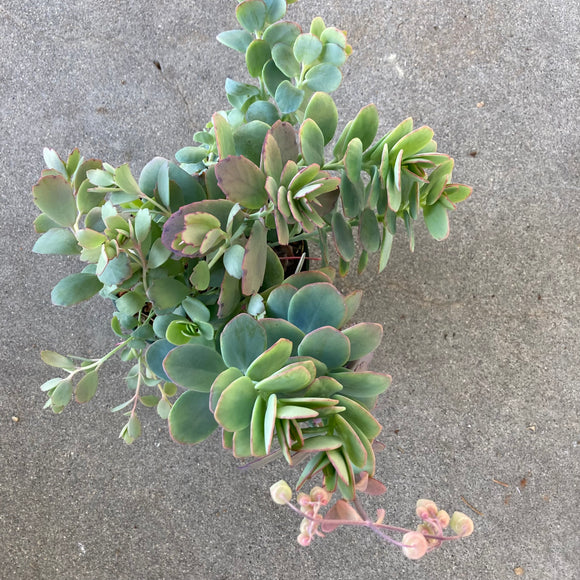 Kalanchoe marnieriana - 6 inch plant