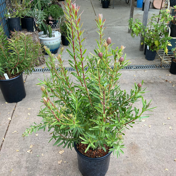 Leucospermum seedling of ‘Tango’ - 5 gallon plant