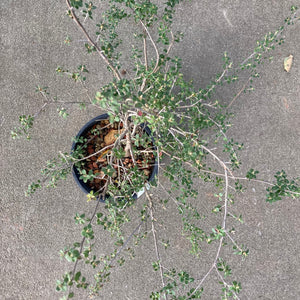 Leptospermum rotundifolium - 1 gallon plant