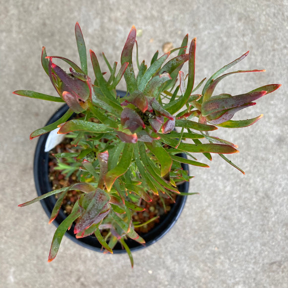 Leucadendron 'Summer Red' - 2 gallon plant