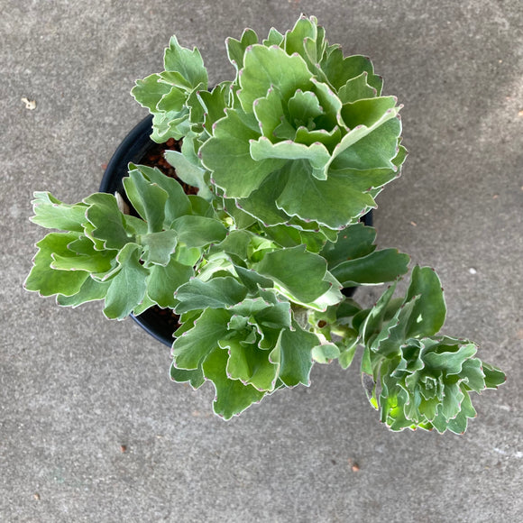 Leucospermum 'Sunkist' - 2 gallon plant