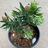 Leucospermum cuneiforme 'Goldie' - 5 gallon plant