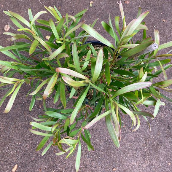 Leucadendron eucalyptifolium - 2 gallon plant