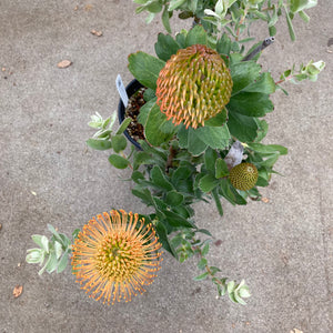 Leucospermum sp. - 2 gallon plant