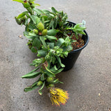 Leucospermum formosum - 2 gallon plant