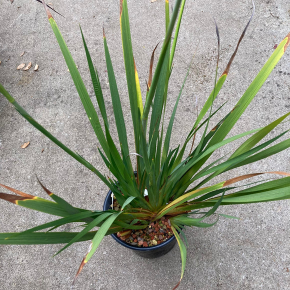 Libertia chilensis - 1 gallon plant