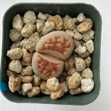 Lithops sp. - 3 inch plant