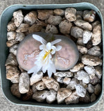 Lithops sp. - 3 inch plant